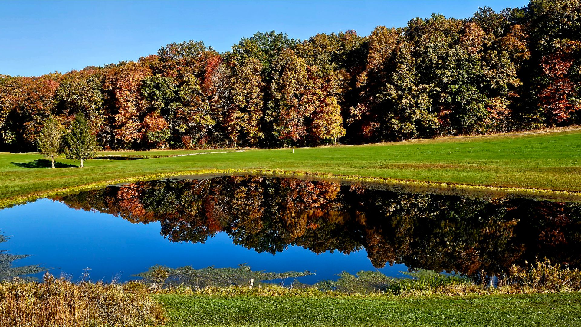 A pond surrounded by lush green grass in front of trees displaying the colors of fall